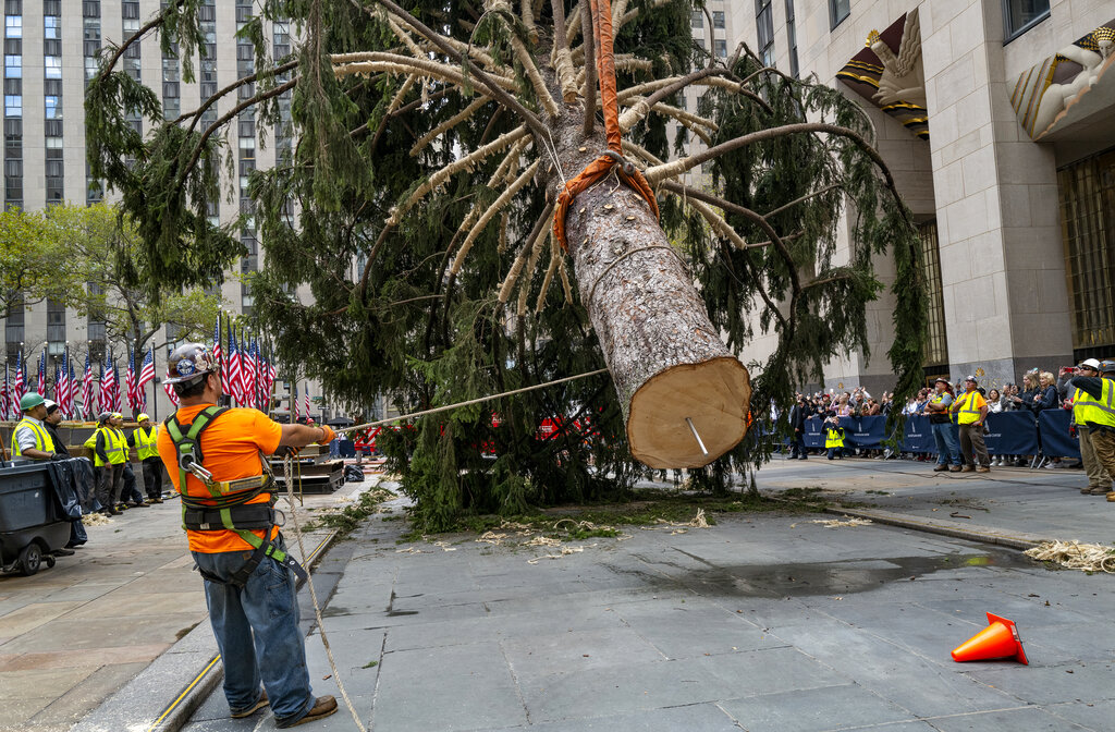 Holiday arrival Rockefeller tree ushers in Christmas season News